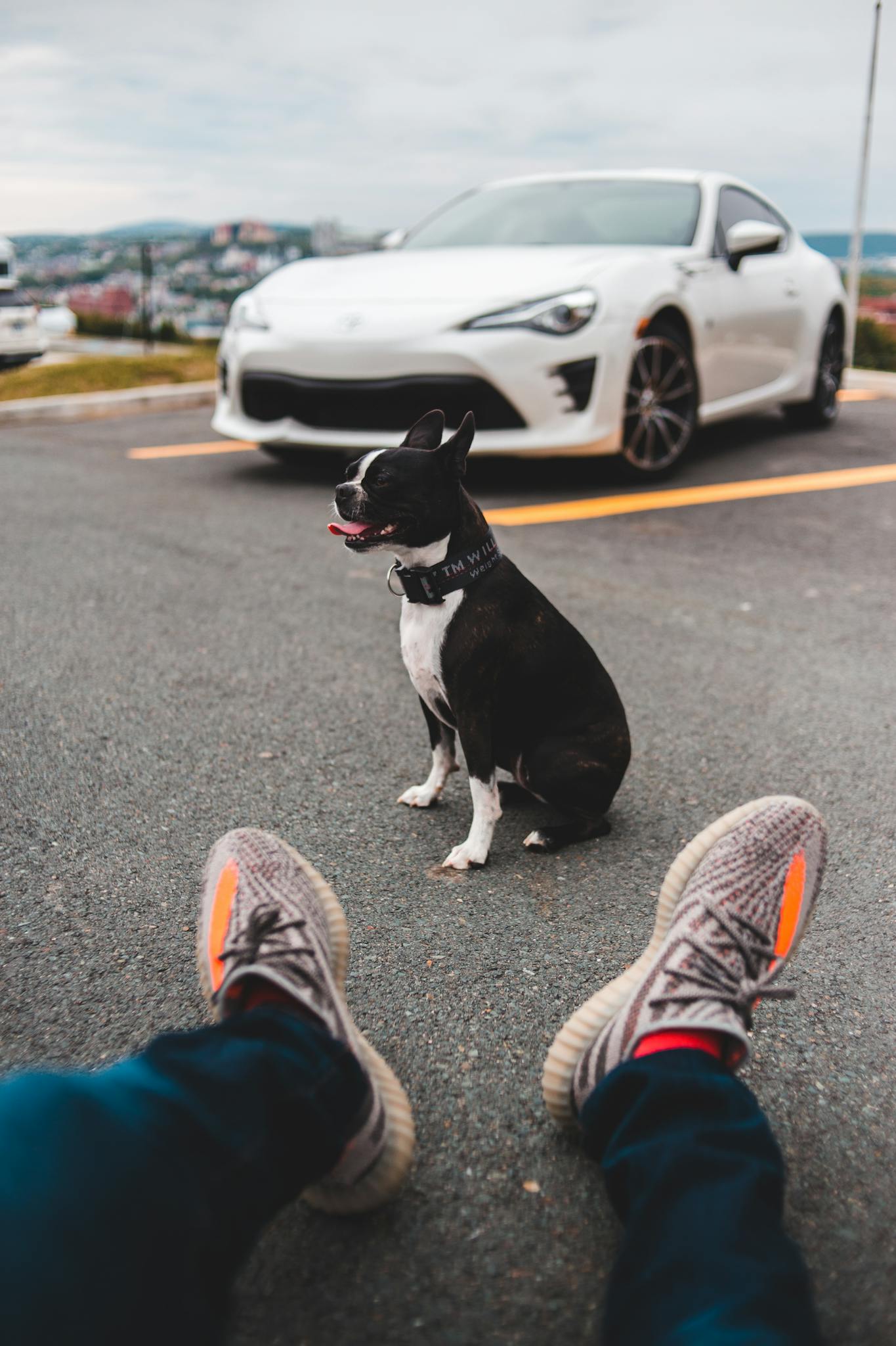 Crop unrecognizable person near purebred dog with tongue out sitting on asphalt roadway near modern car